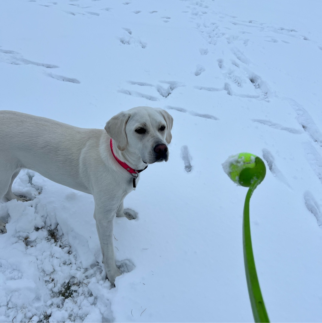 Picture of dogs