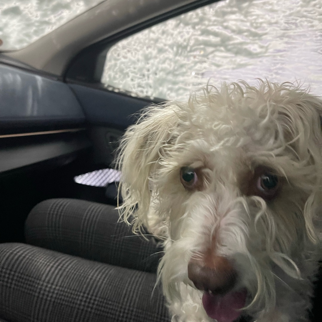 Picture of dogs