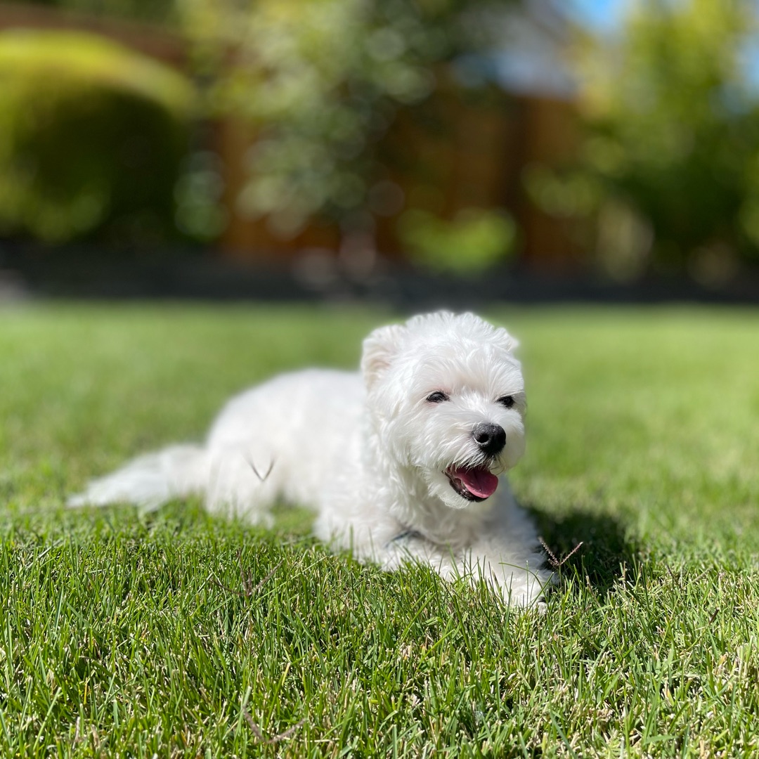 Picture of dogs