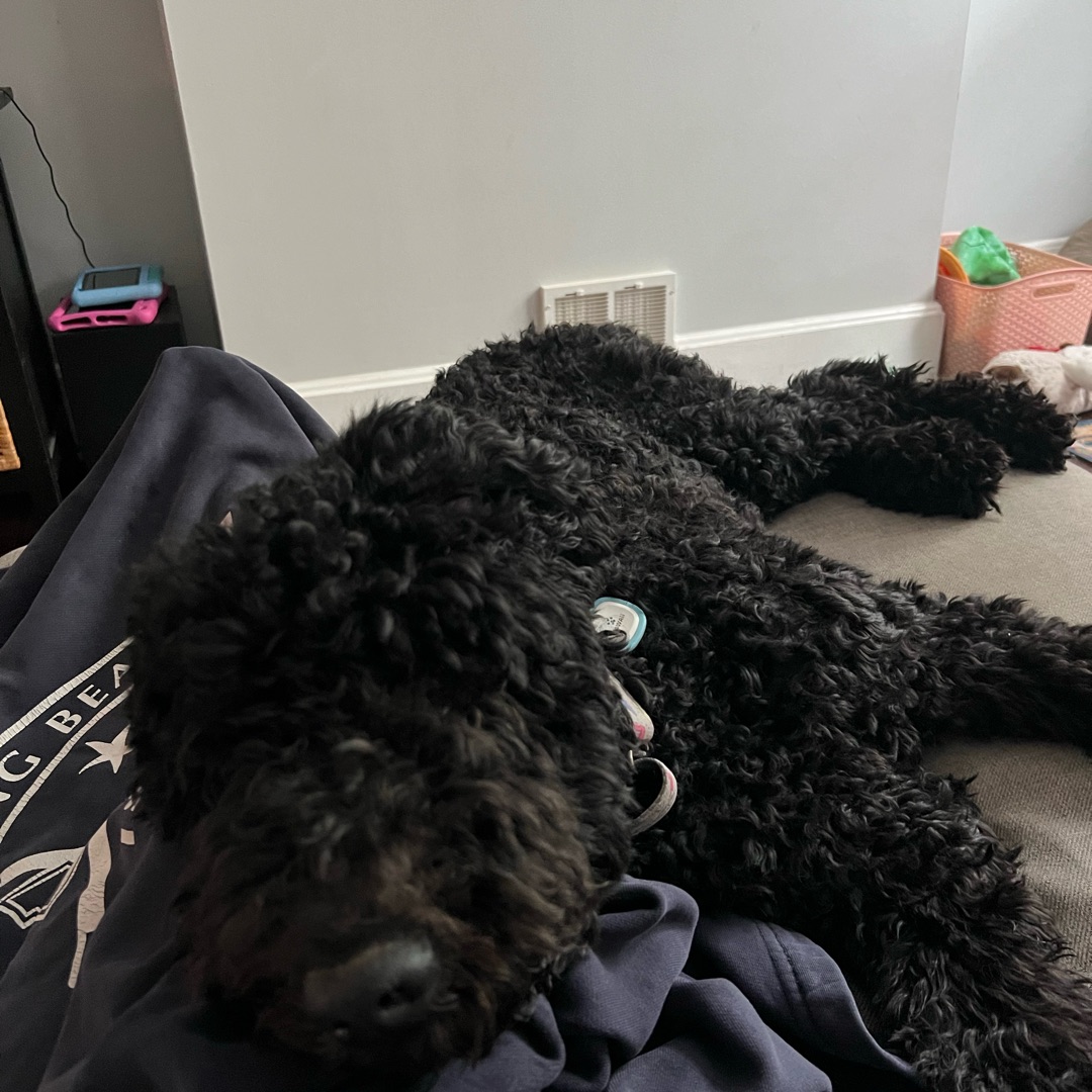 Picture of dogs