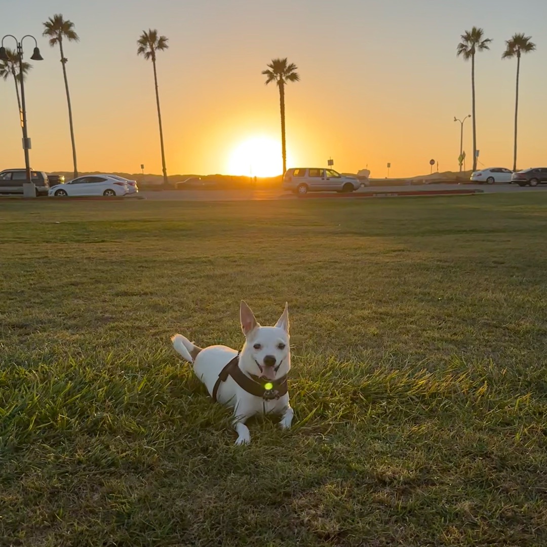 Picture of dogs