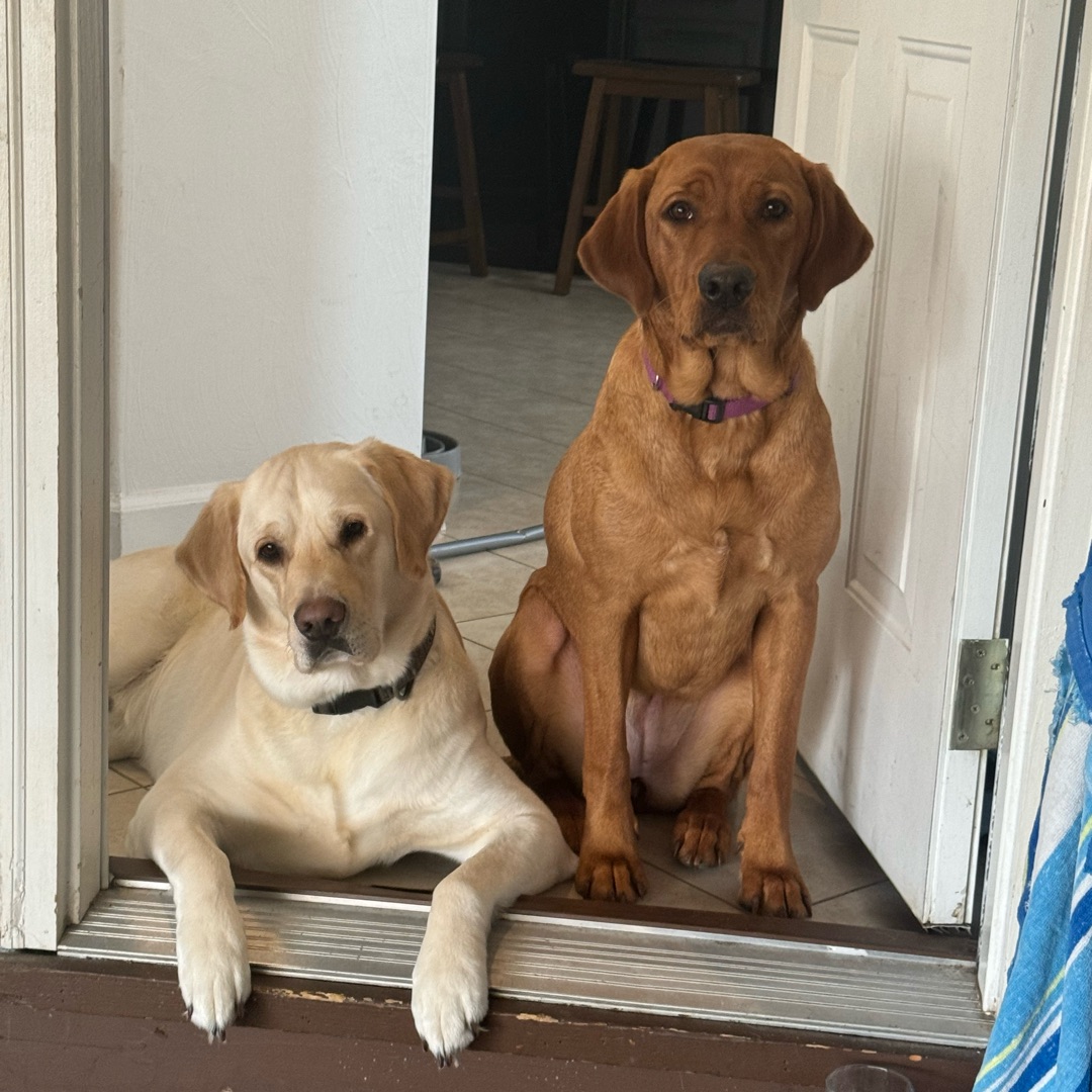 Picture of dogs