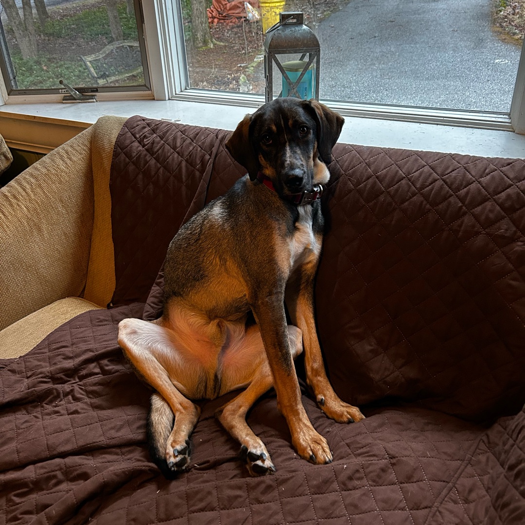 Picture of dogs