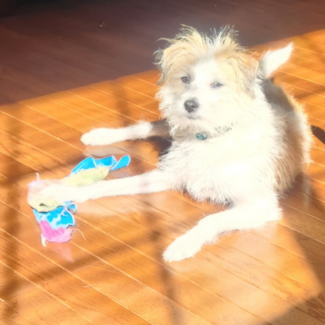Picture of dogs