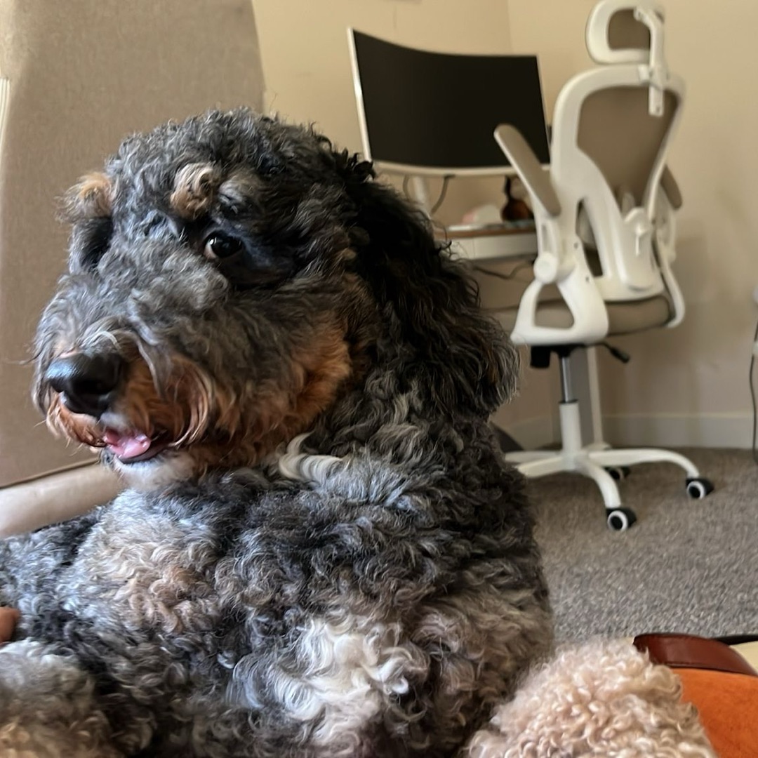 Picture of dogs