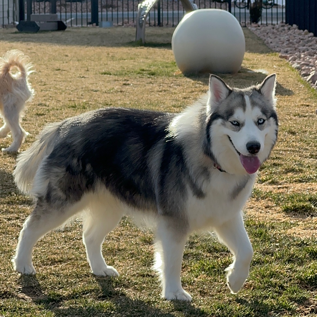 Picture of dogs