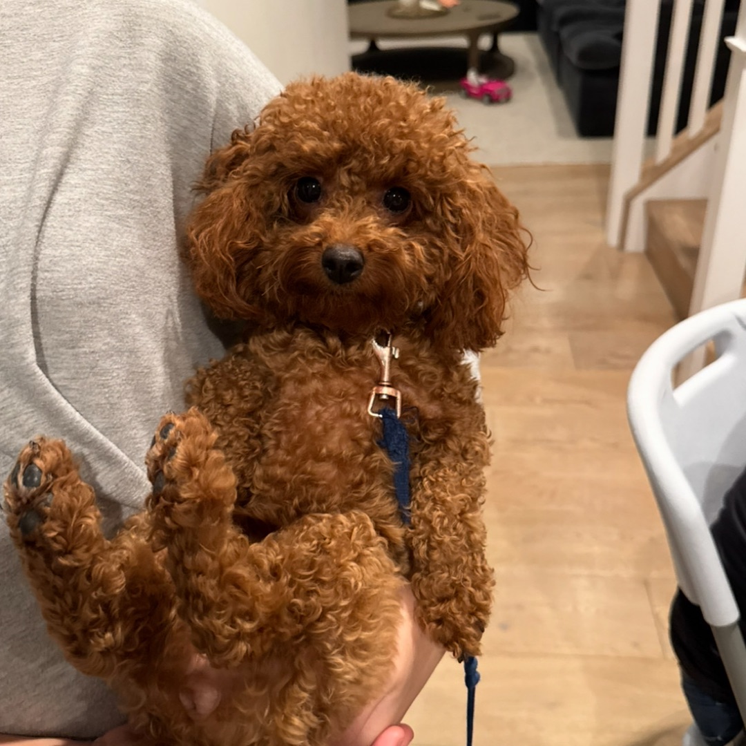 Picture of dogs