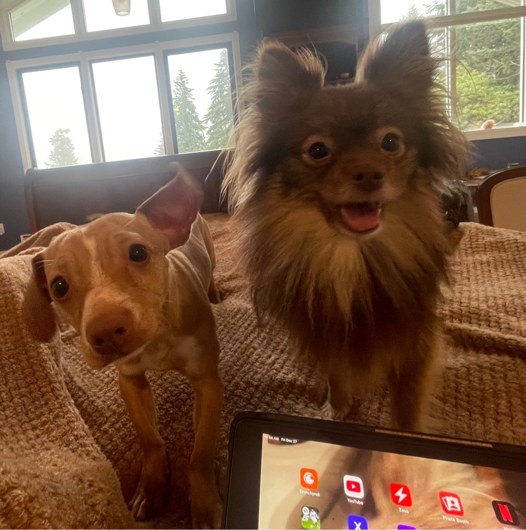 Picture of dogs
