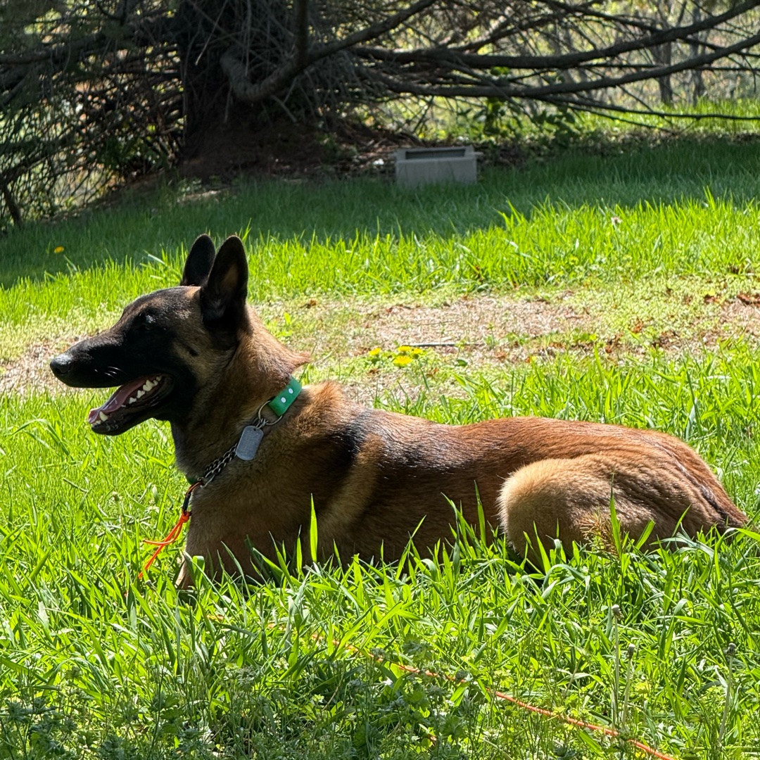 Picture of dogs