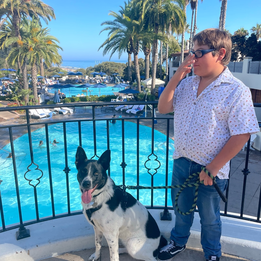 Picture of dogs