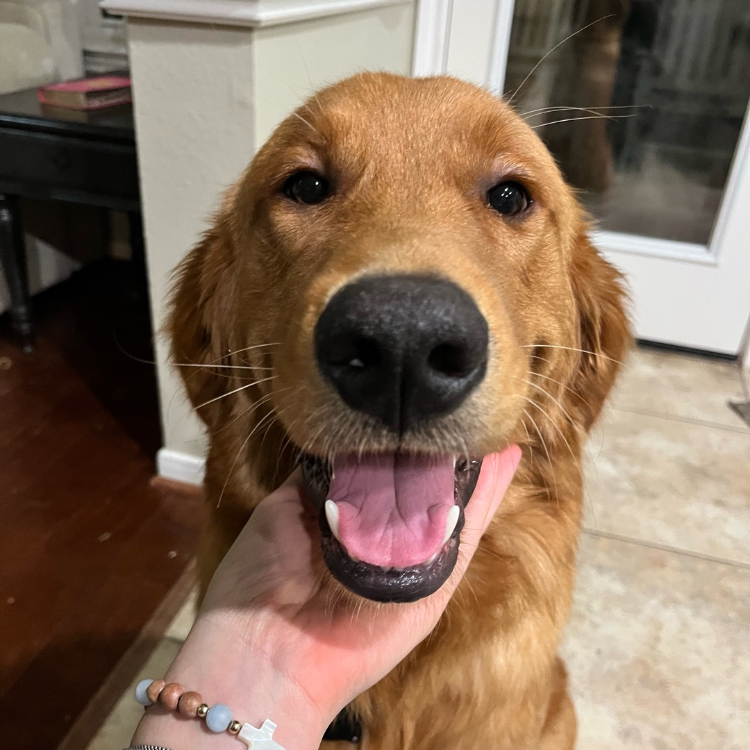 Picture of dogs