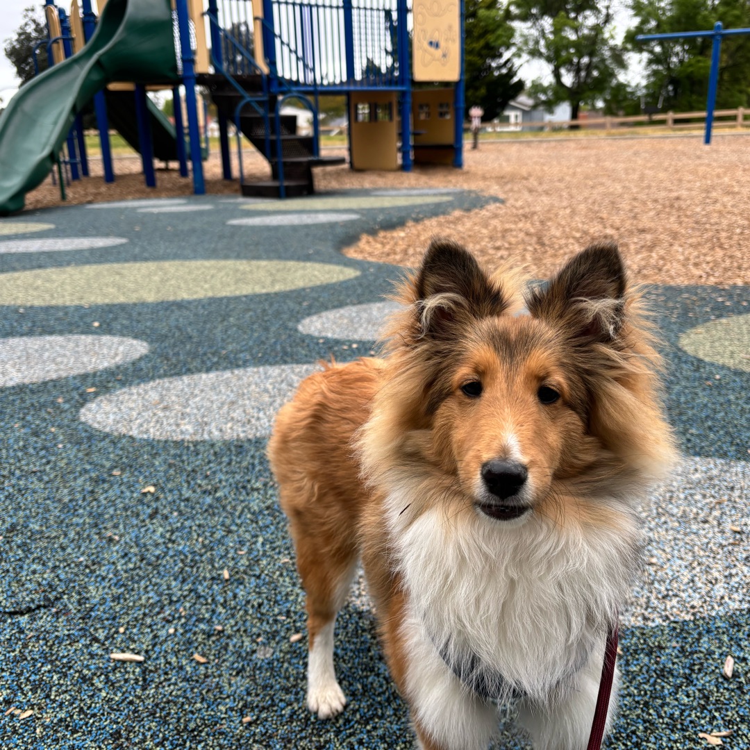 Picture of dogs