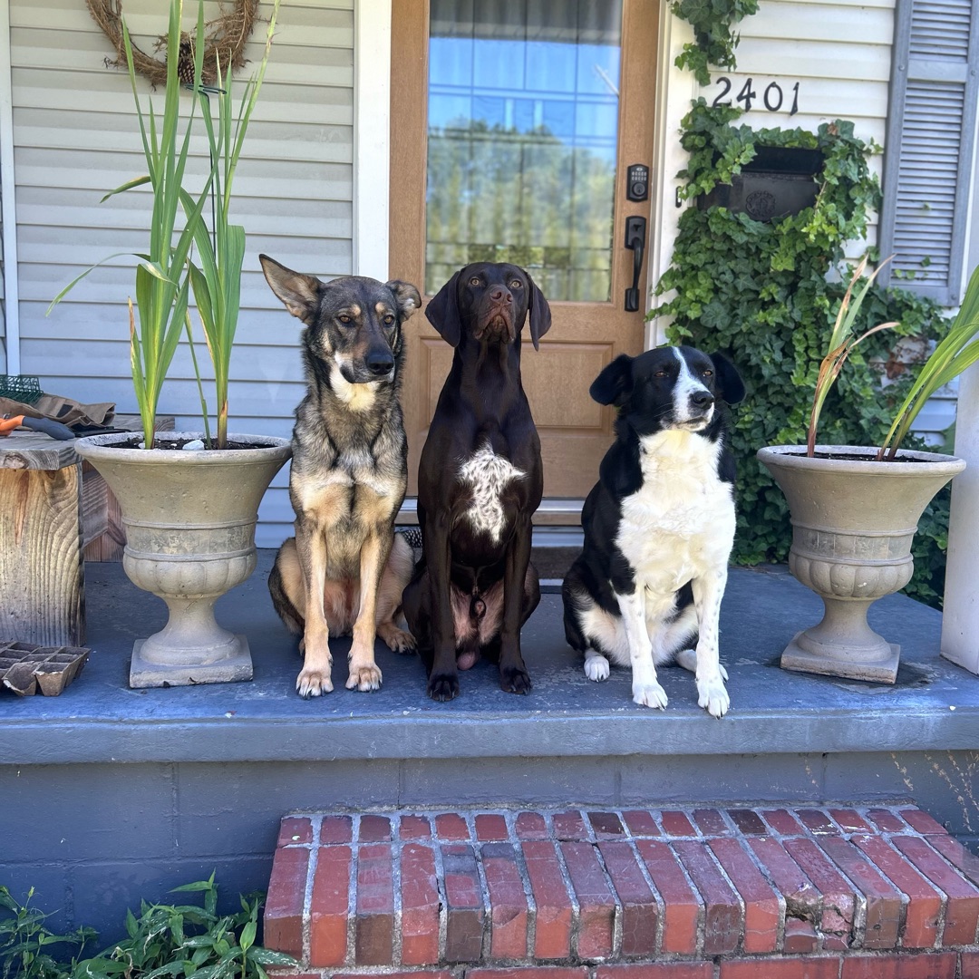 Picture of dogs