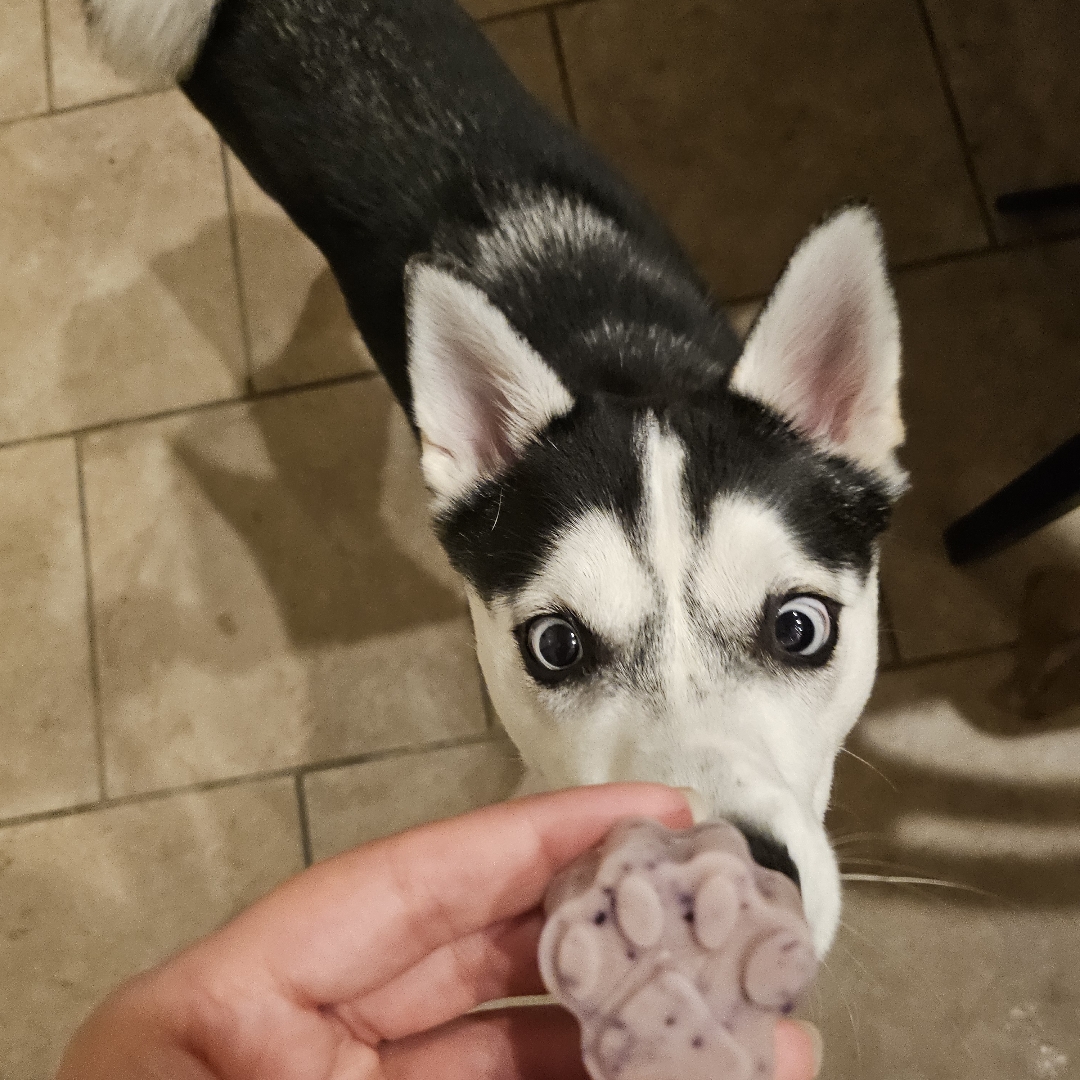 Picture of dogs