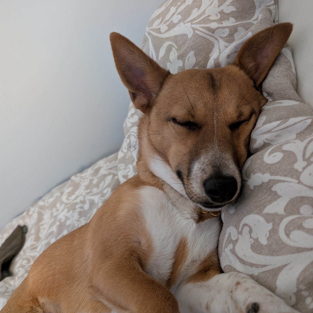 Picture of dogs