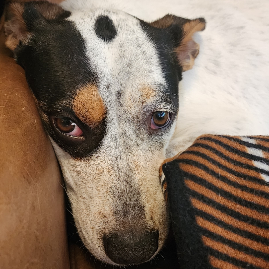 Picture of dogs