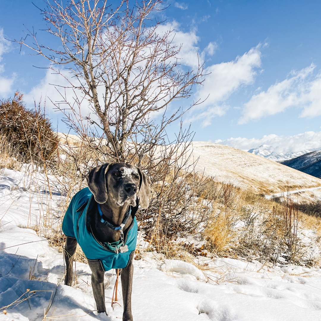 Picture of dogs