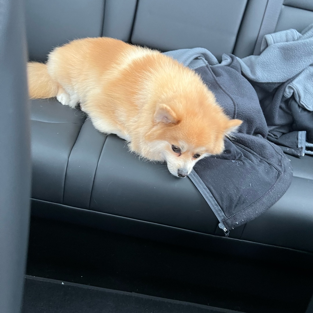 Picture of dogs