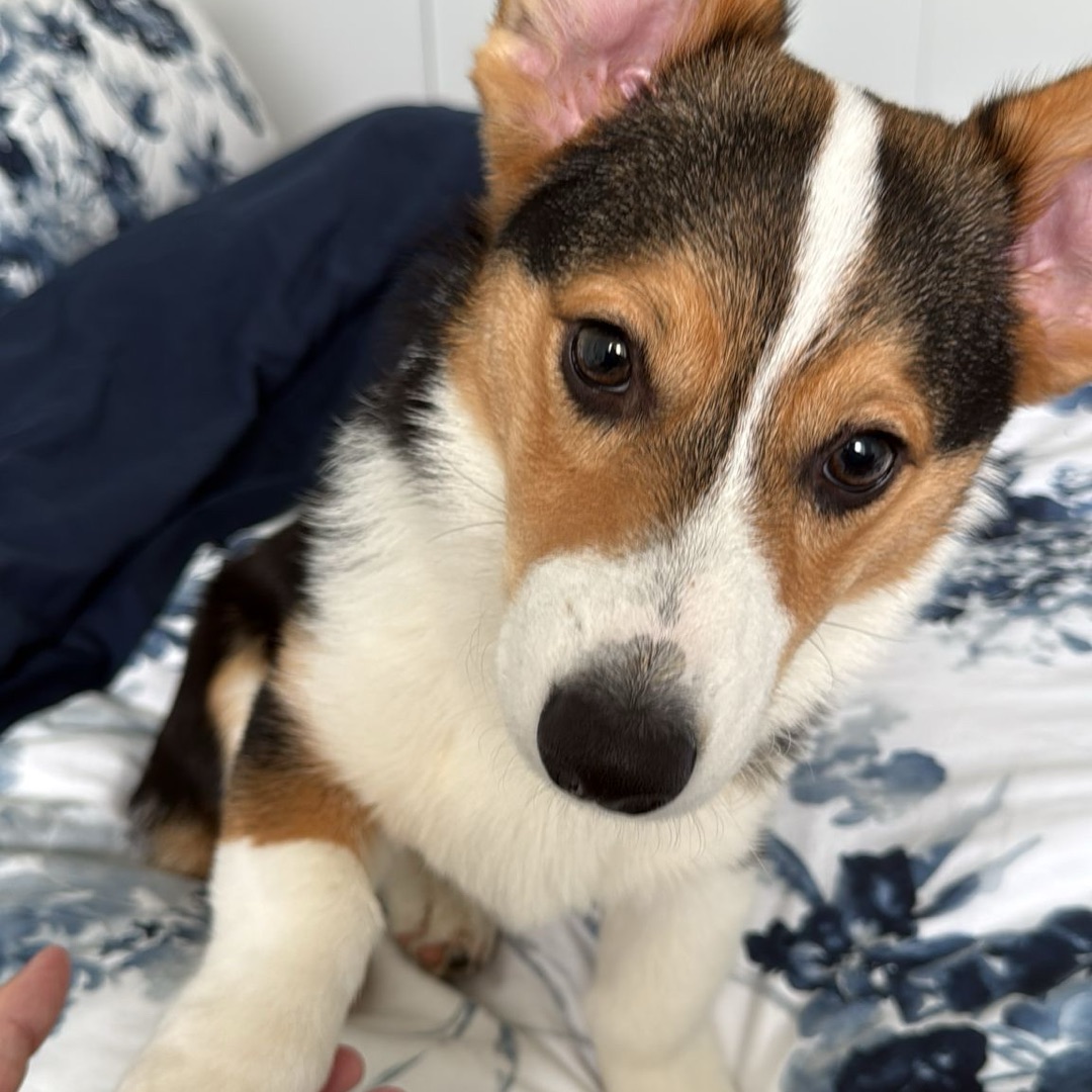 Picture of dogs