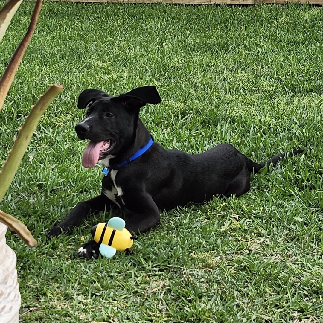 Picture of dogs