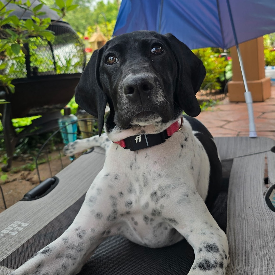 Picture of dogs