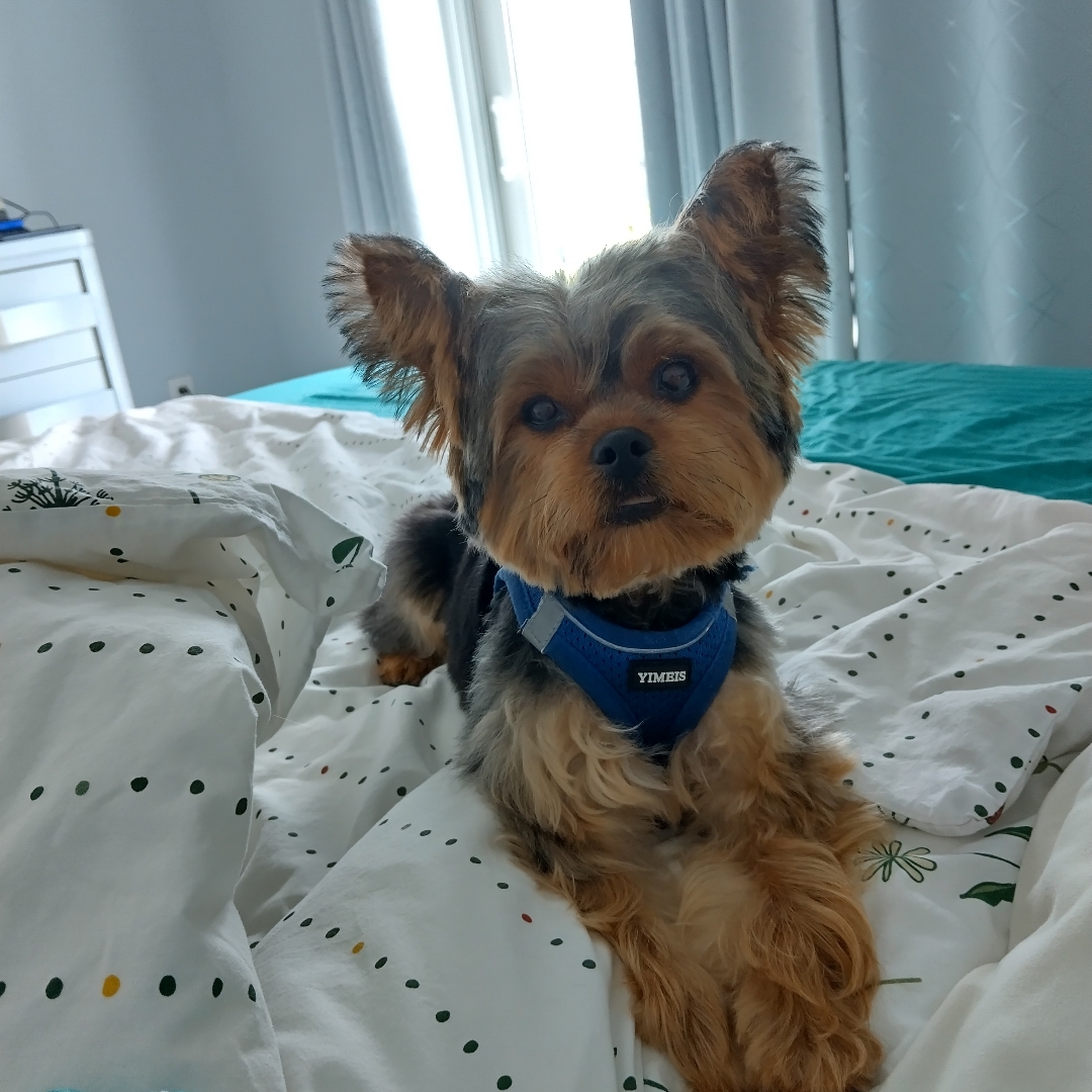 Picture of dogs