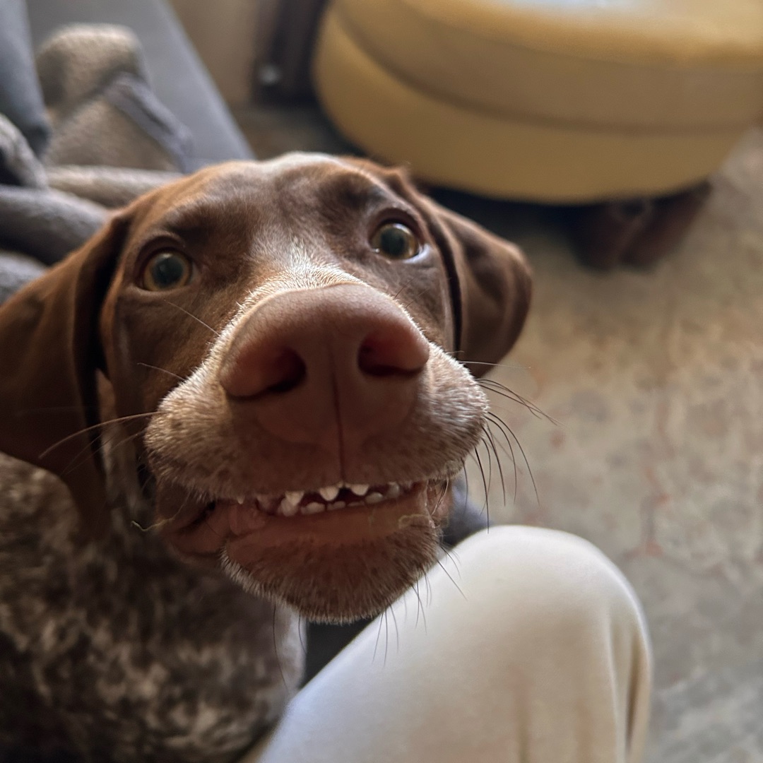 Picture of dogs