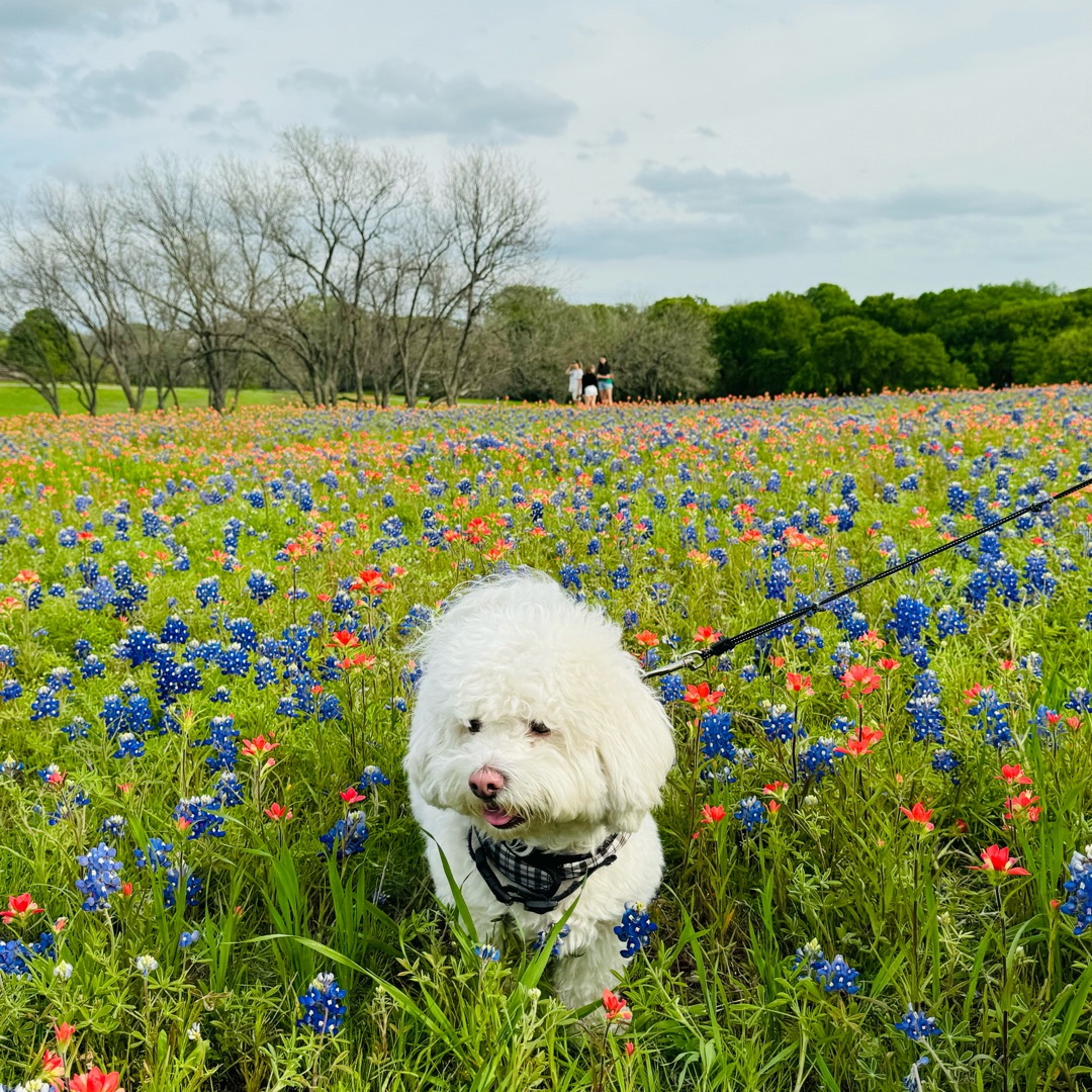 Picture of dogs