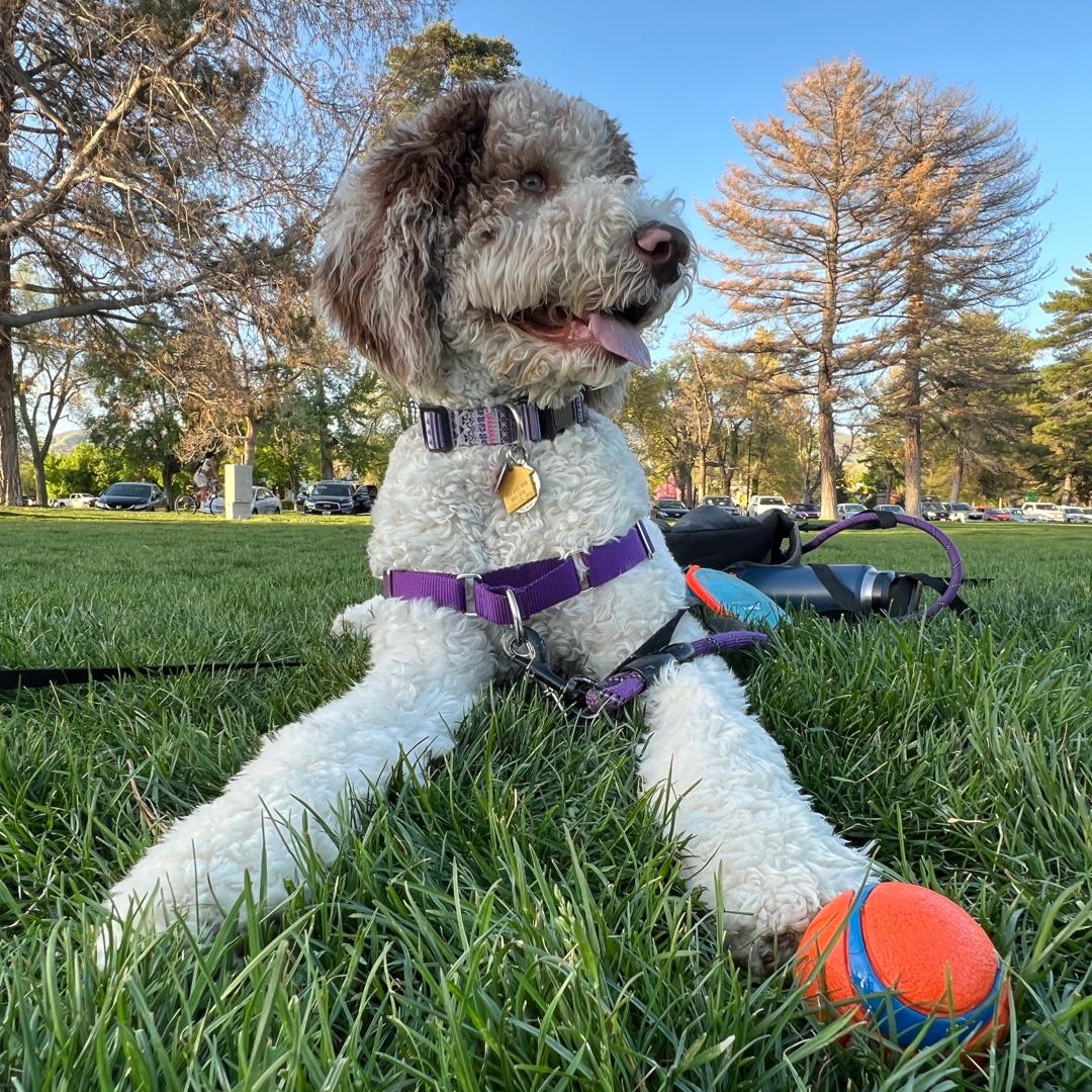 Picture of dogs