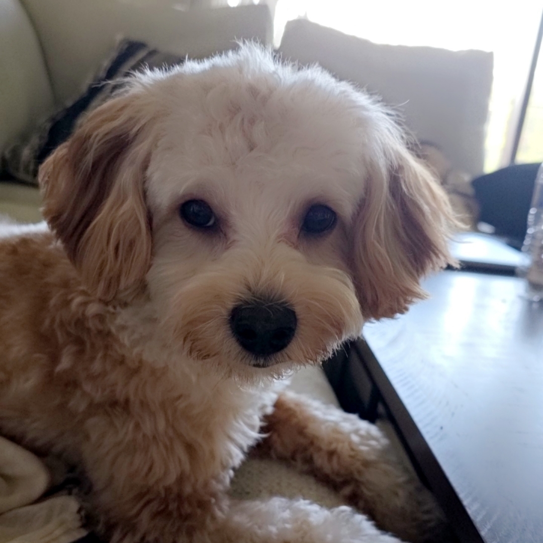 Picture of dogs