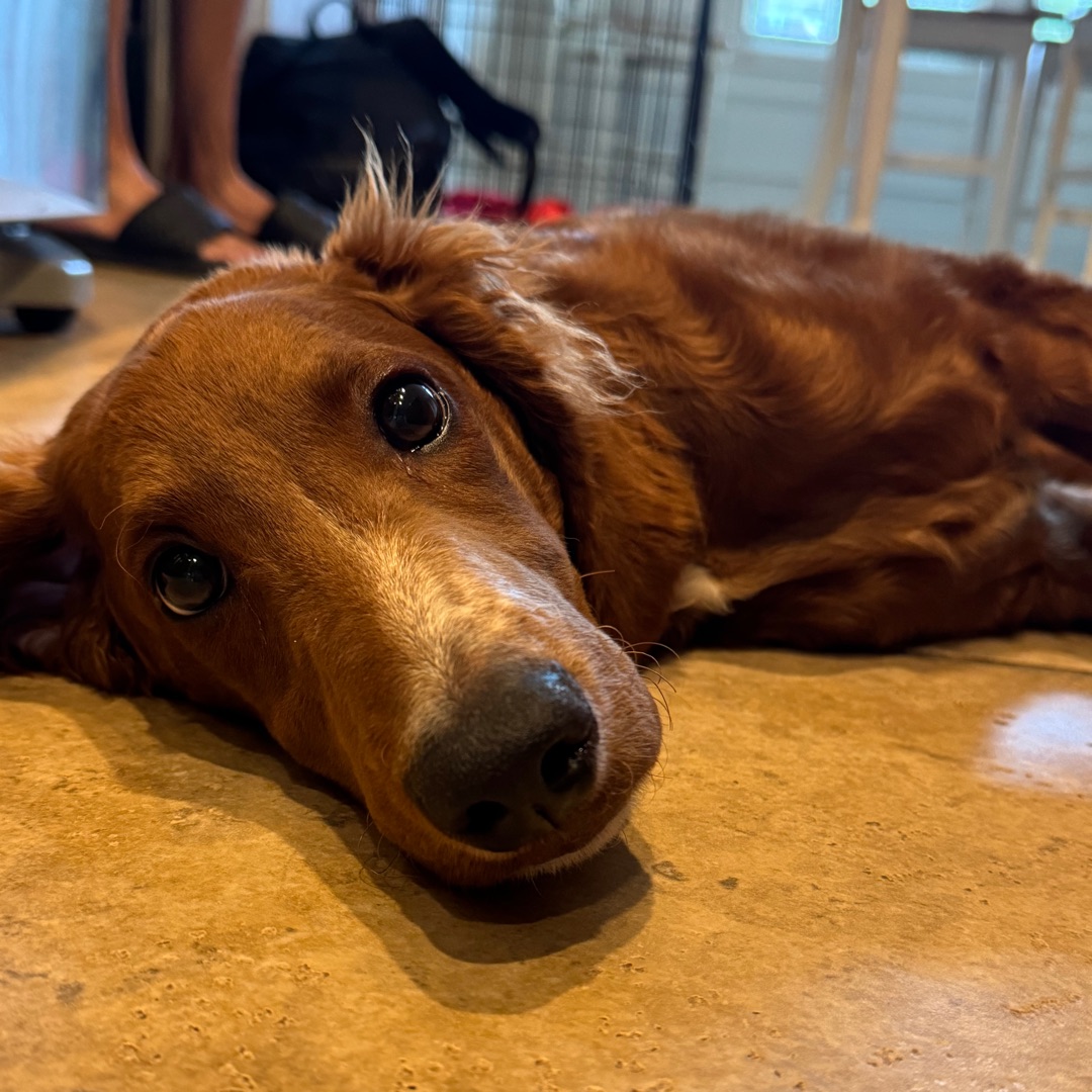 Picture of dogs
