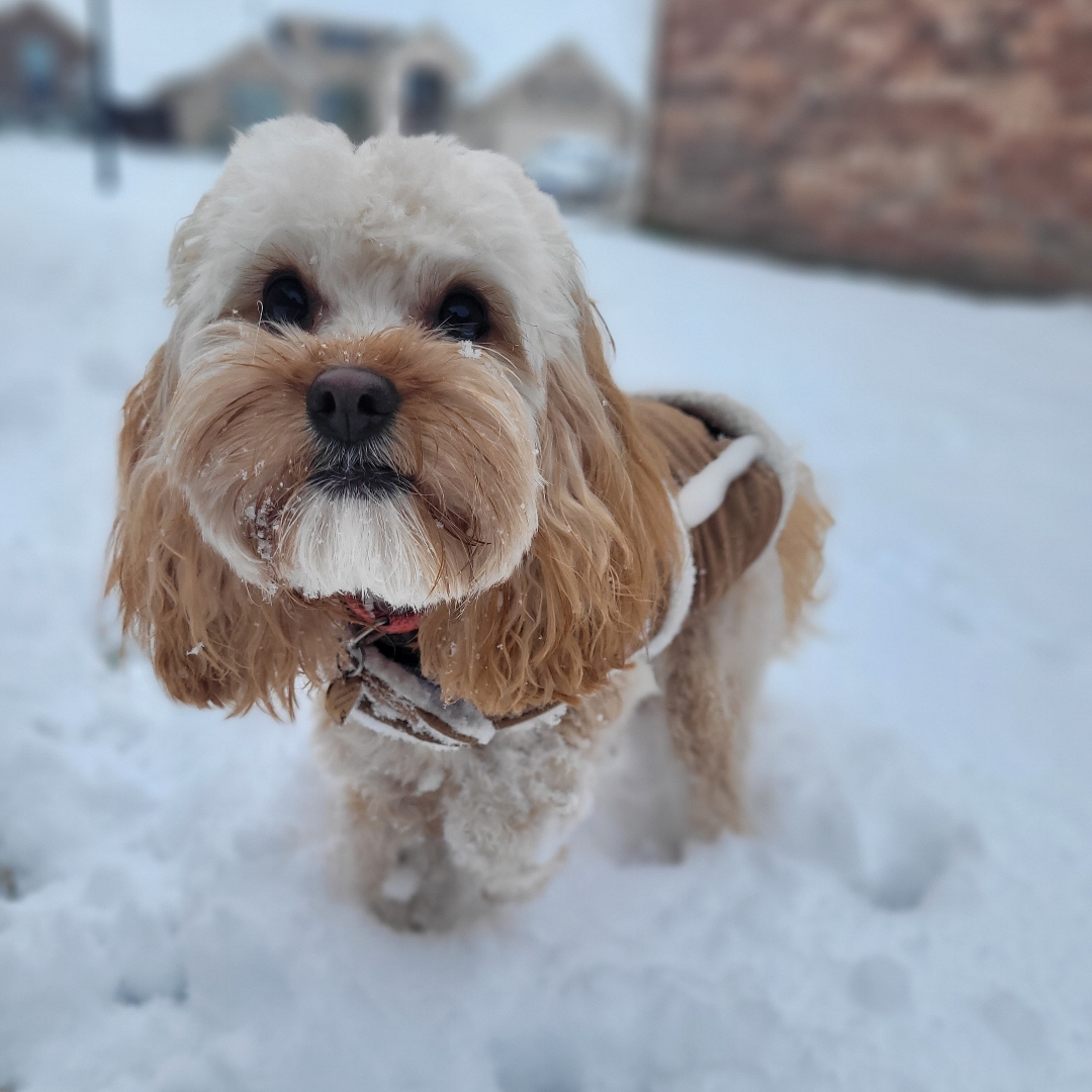 Picture of dogs