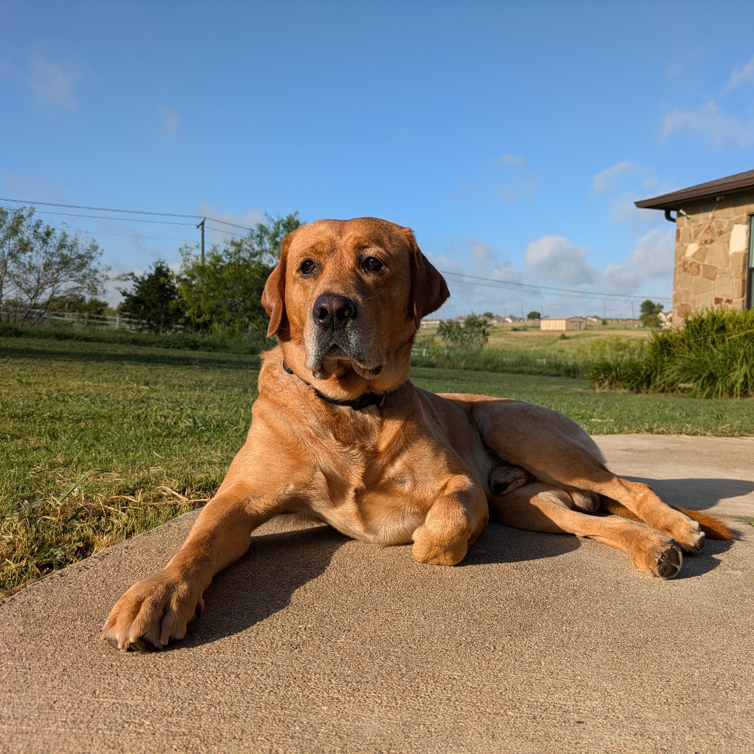 Picture of dogs