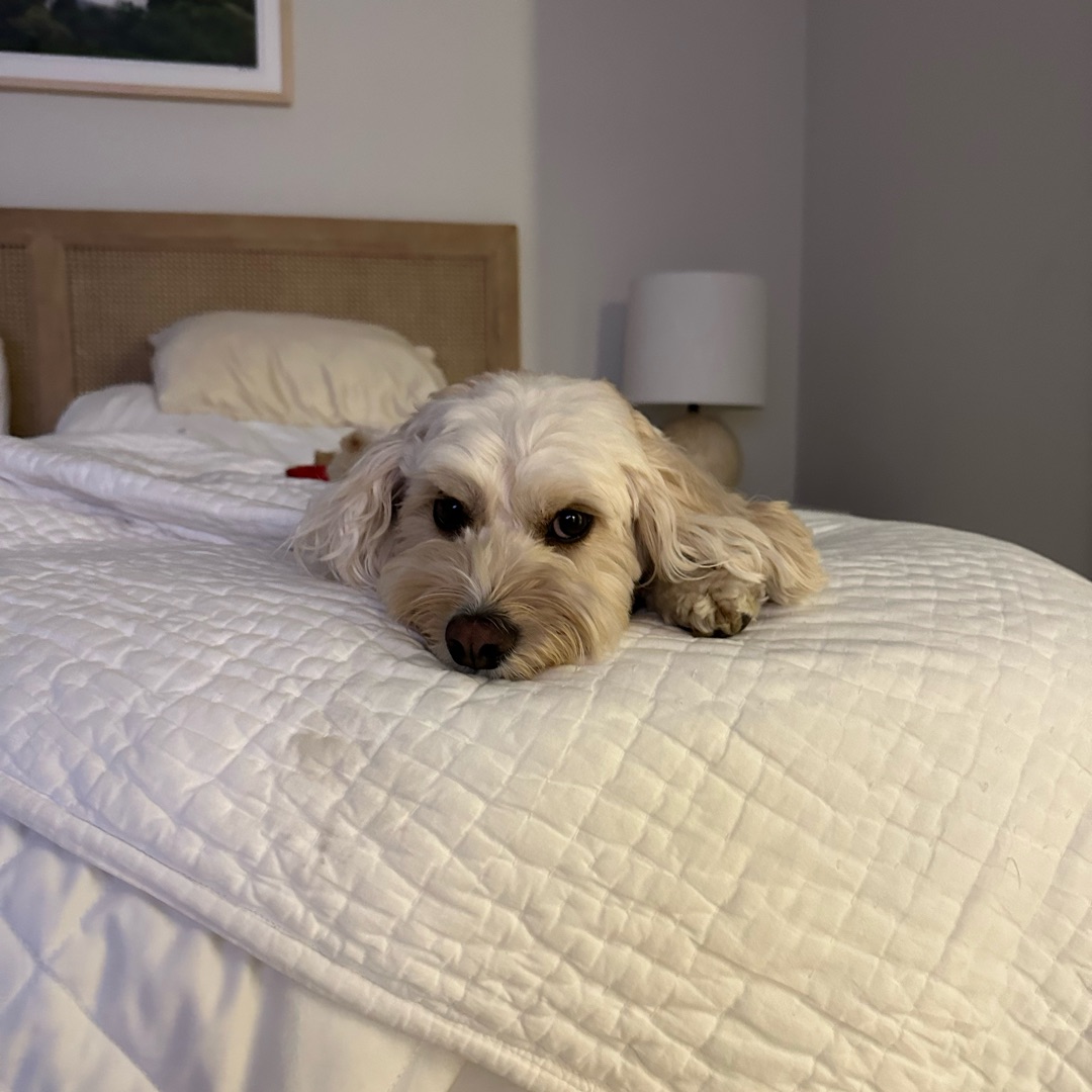 Picture of dogs