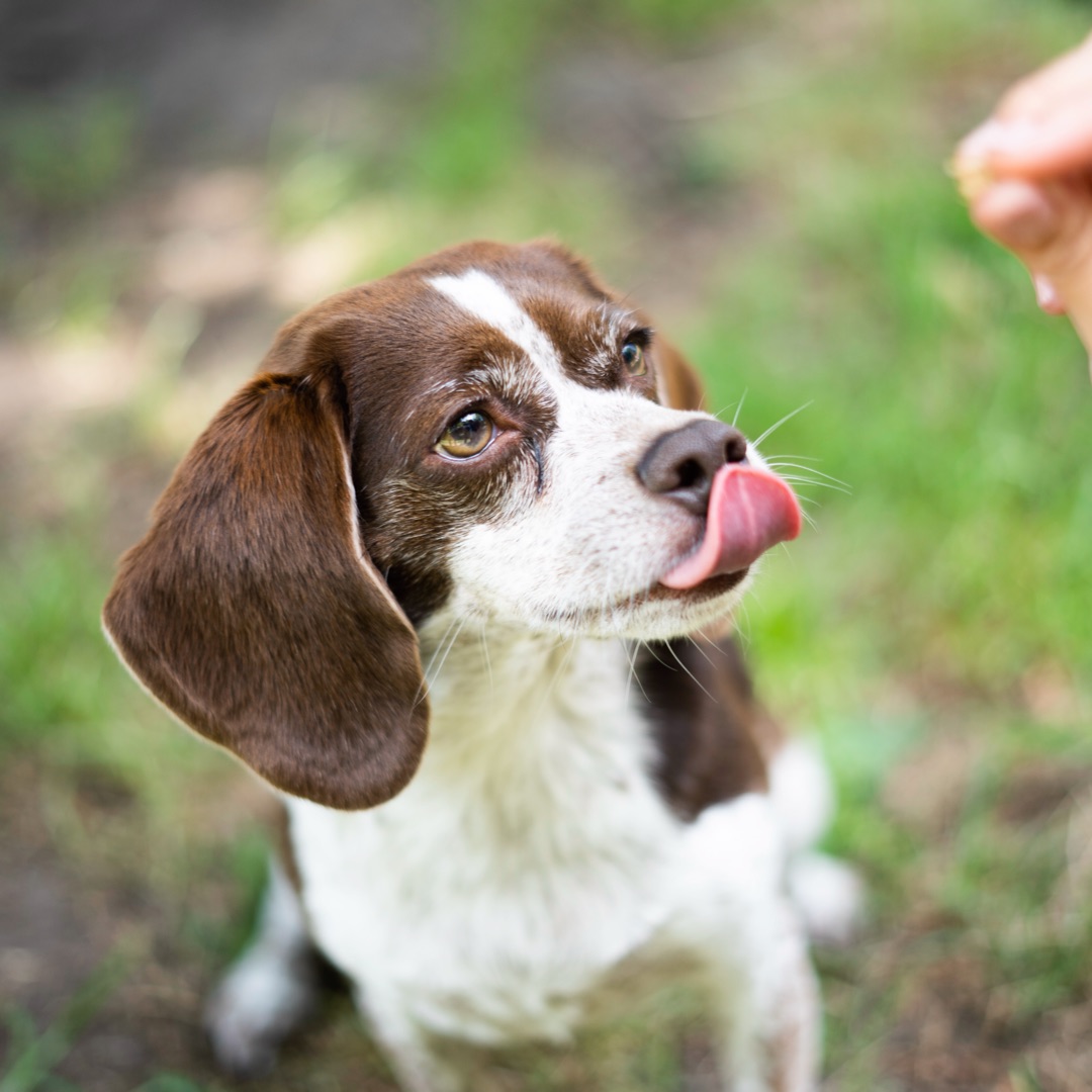 Picture of dogs