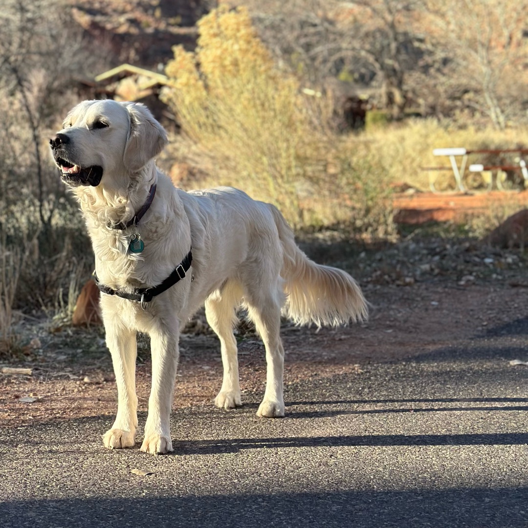 Picture of dogs