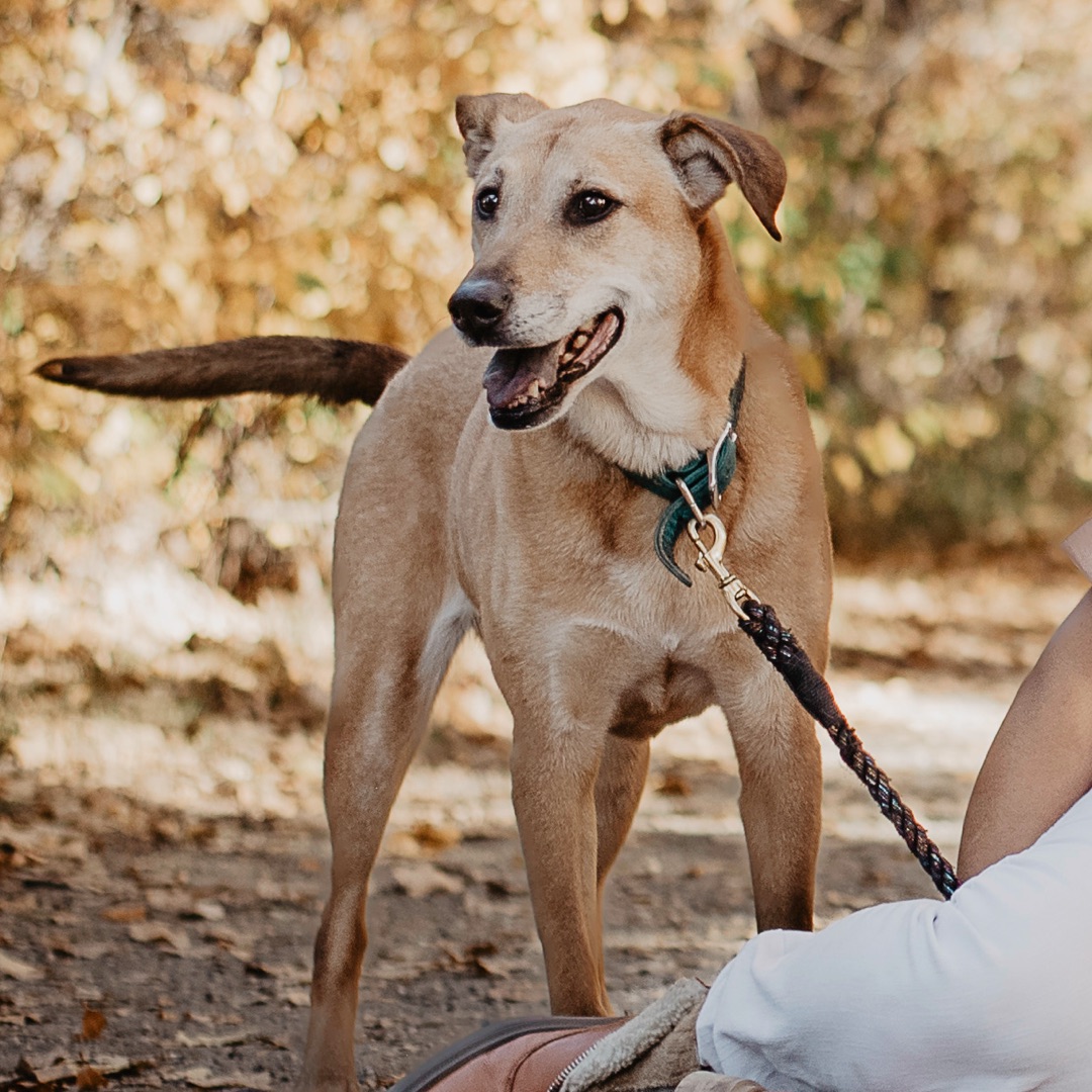 Picture of dogs