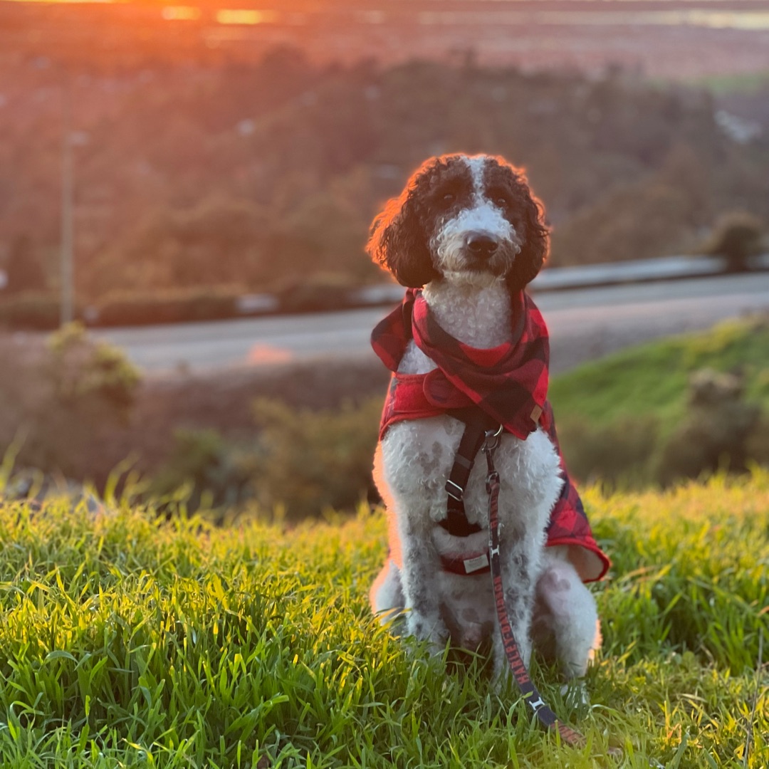 Picture of dogs