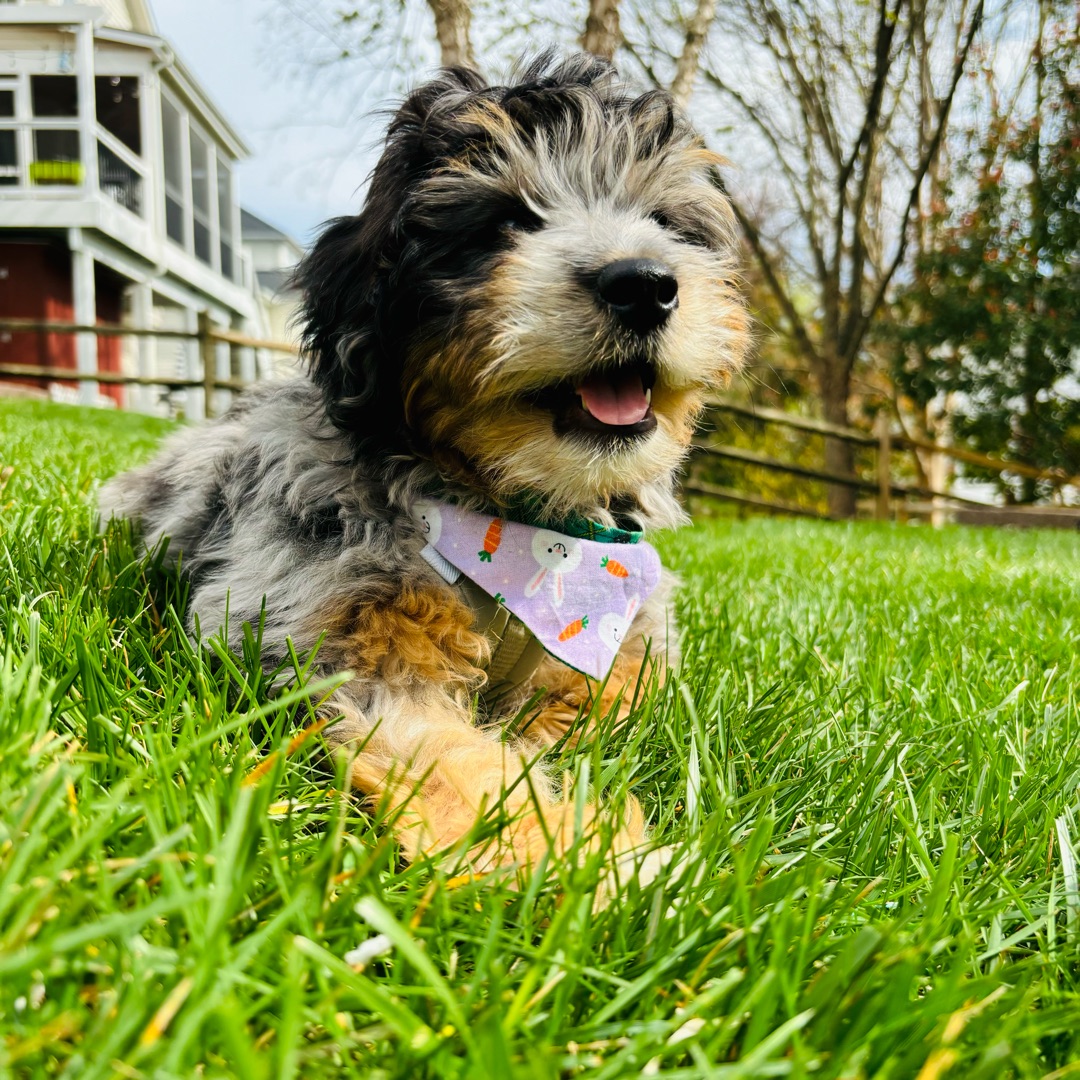 Picture of dogs