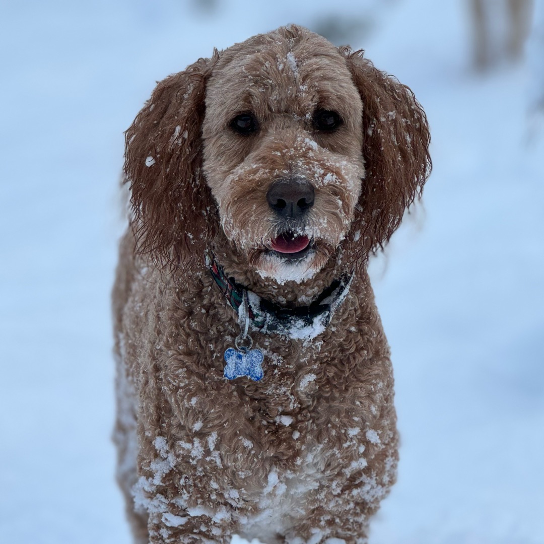 Picture of dogs