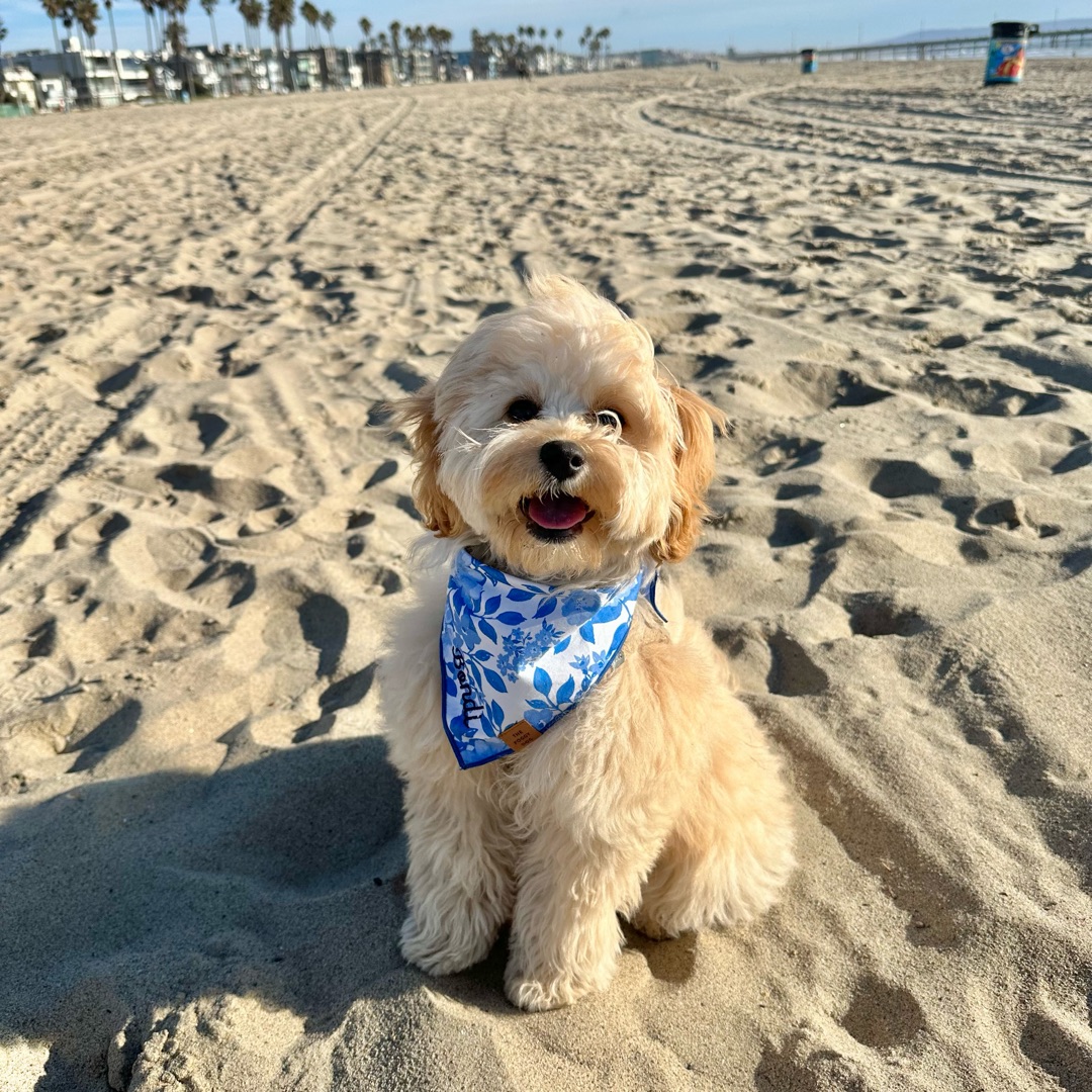 Picture of dogs