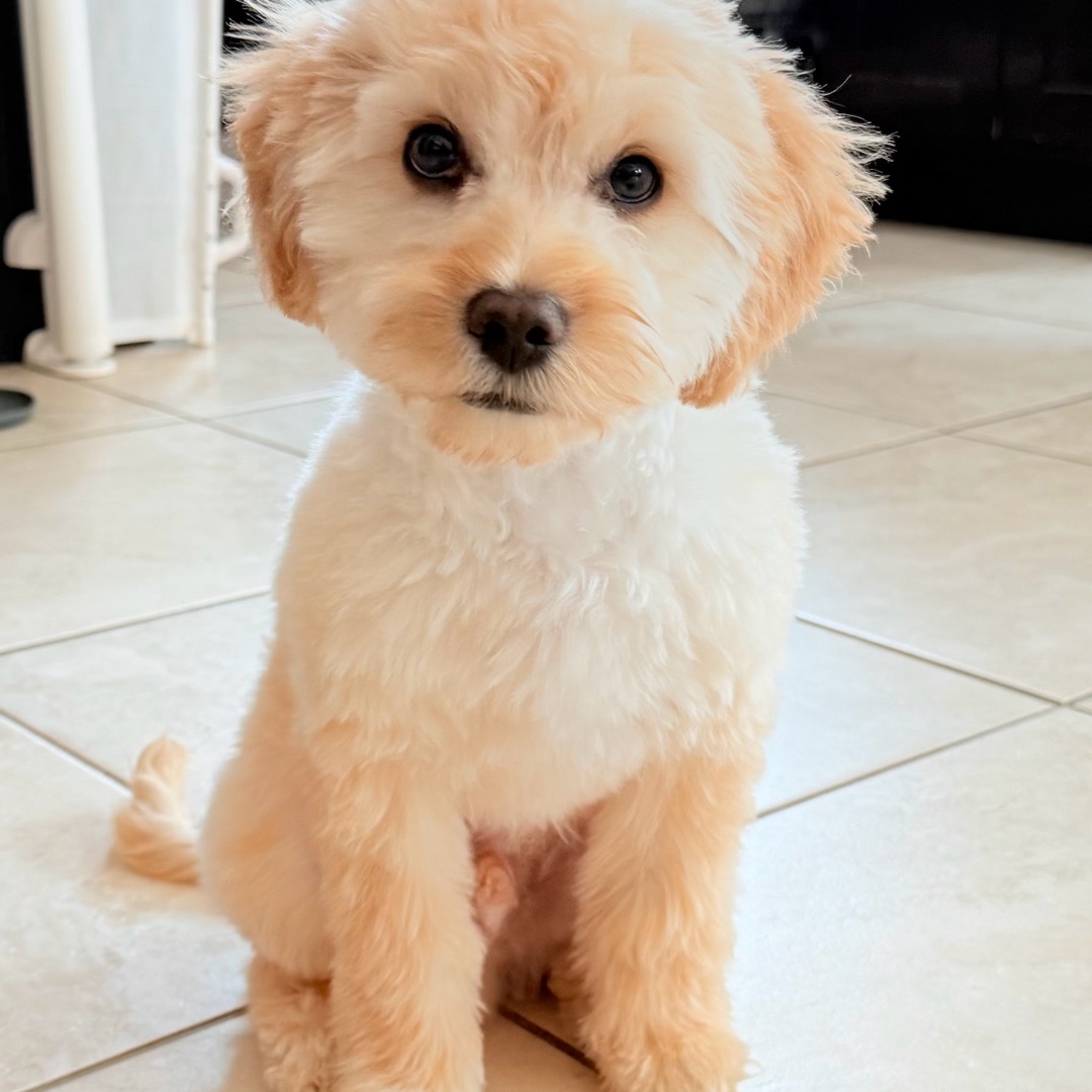 Picture of dogs