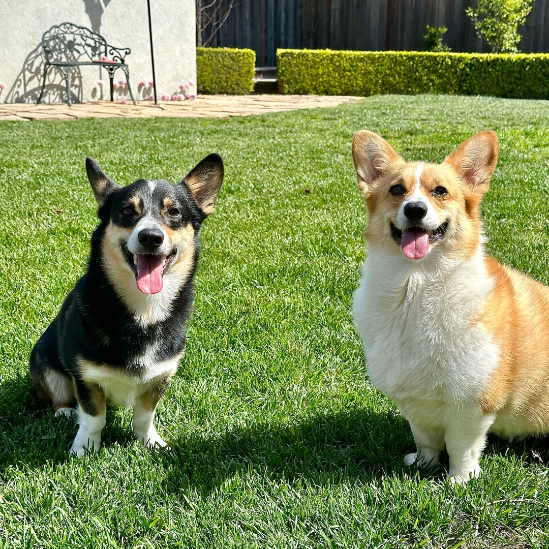 Picture of dogs