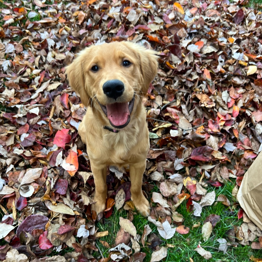 Picture of dogs