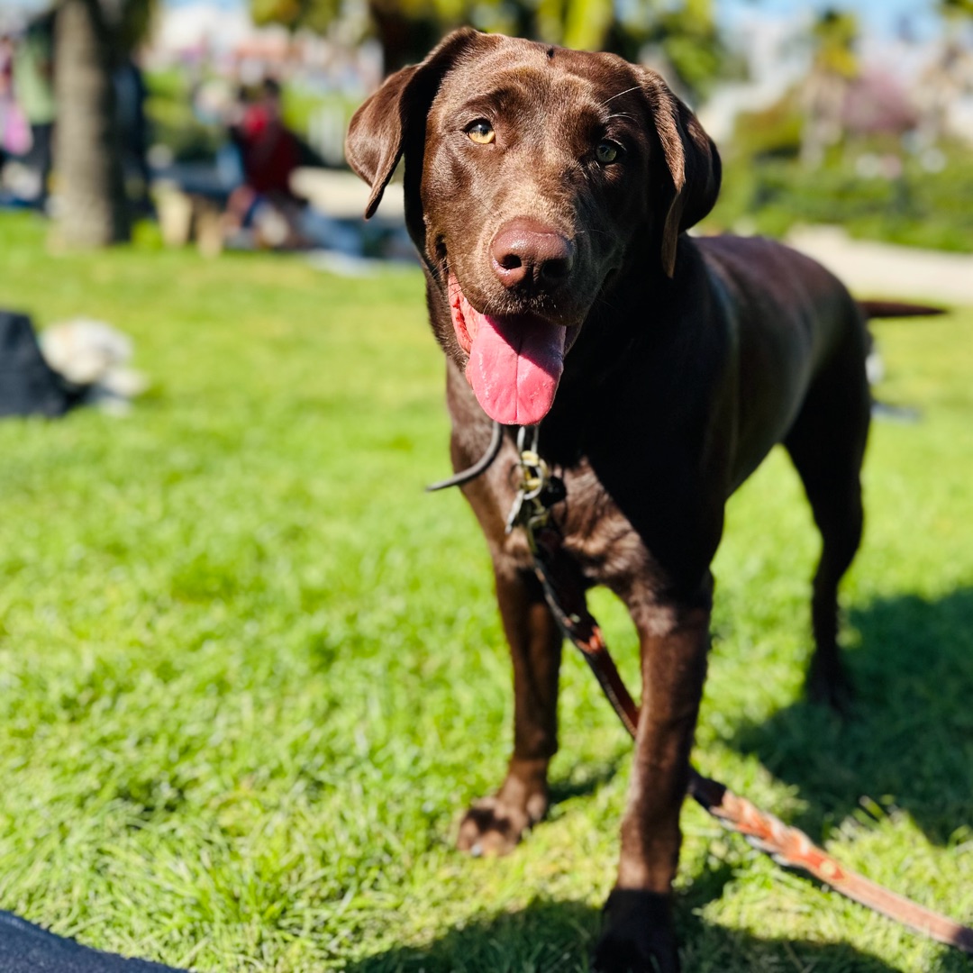 Picture of dogs