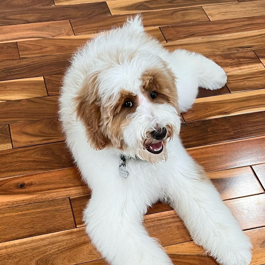 Picture of dogs