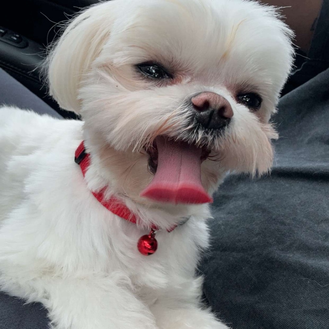 Picture of dogs