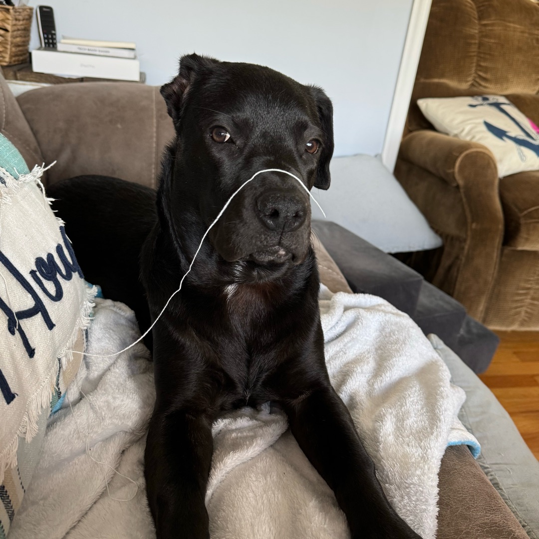 Picture of dogs