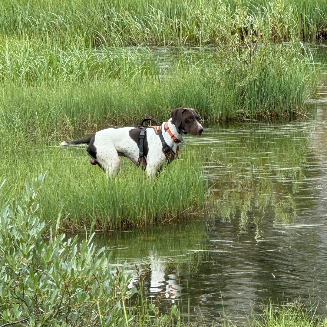 Picture of dogs