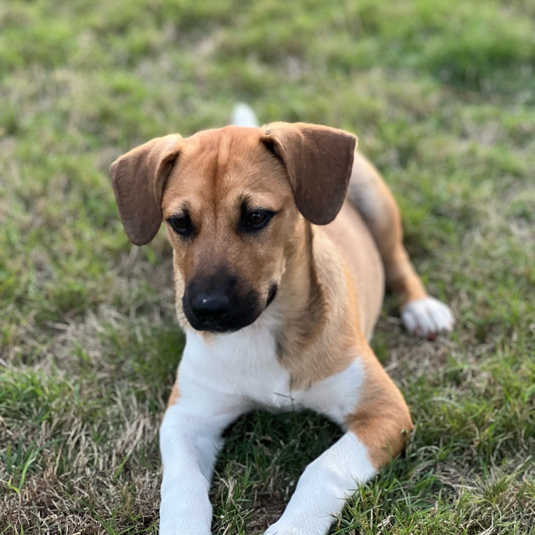 Picture of dogs